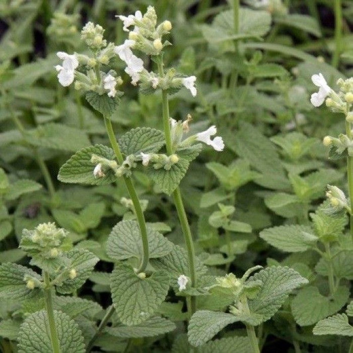 12x Kattekruid (Nepeta faassenii 'Snowflake') - P9 pot (9x9)