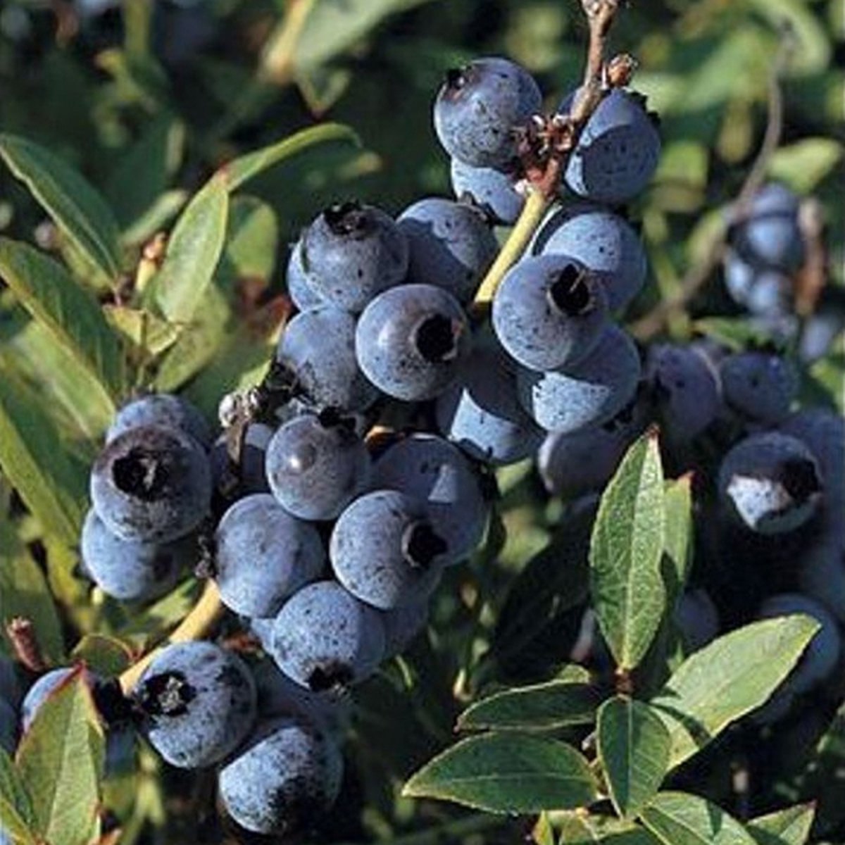 Blauwe bosbes - Vaccinium corymbosum ‘Bluecrop’ - 30-40 cm