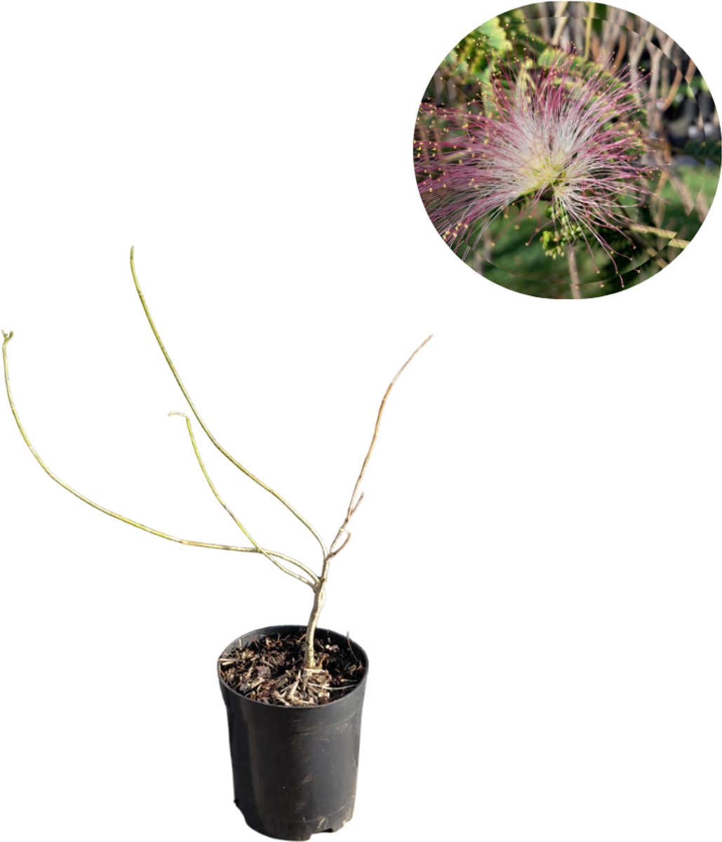 Perzische slaapboom als struik | Albizia julibrissin | 30 cm hoog