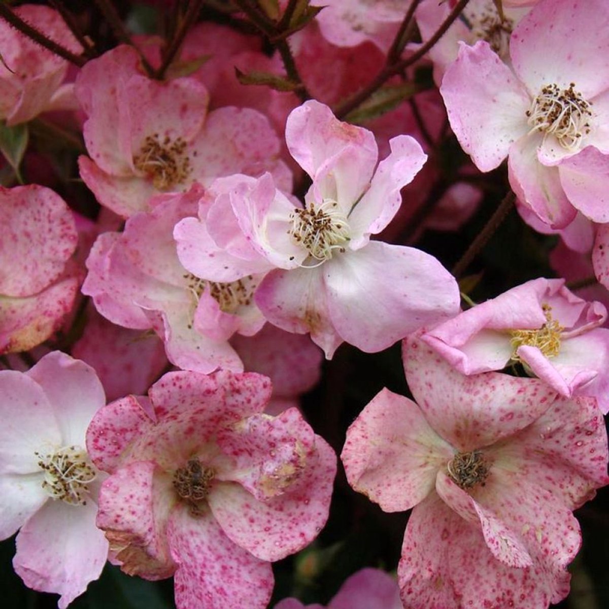 Rosa 'Alden Biesen'® - Prachtige rozen voor in uw tuin